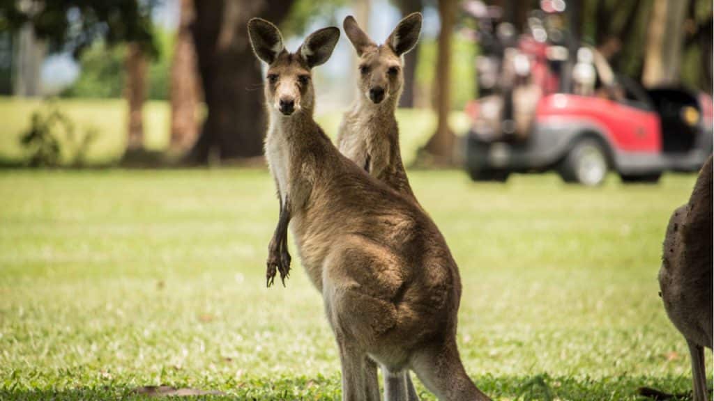 Cainey Media - Media service, Content Creation, Corporate SpeakingDocumentary Films, Script Writing, Media Training